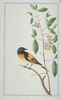 Pericrocotus flammeues, scarlet minivet Pericrocotus flammeues, scarlet minivet