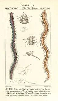 Perinereis nuntia and Syllis armillaris Perinereis nuntia and Syllis armillaris