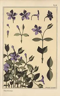 Pochoir Stencil Technique Prints: Periwinkle botanical study