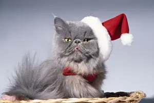 Persian Cat Breeds Prints: Persian Cat