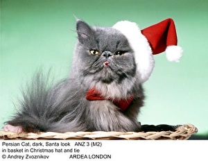 Persian Cat - Santa look in basket in Christmas hat and tie Persian Cat - Santa look in basket in Christmas hat and tie
