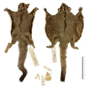 Petaurus breviceps ariel, sugar glider Petaurus breviceps ariel, sugar glider