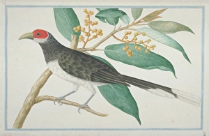 Phaenicophaeus pyrrhocephalus, red-faced malkoha Phaenicophaeus pyrrhocephalus, red-faced malkoha