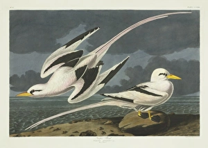 Phaethon lepturus, white-tailed tropicbird Phaethon lepturus, white-tailed tropicbird