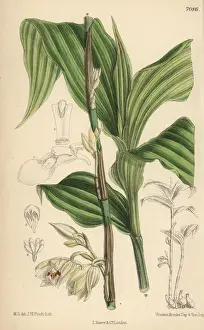 Curtis Botanical Magazine Prints: Phajus pauciflorus, white orchid native to Java