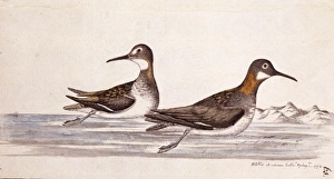 Phalaropus lobatus, red-necked phalarope Phalaropus lobatus, red-necked phalarope