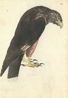 Phalcoboenus australis, striated caracara Phalcoboenus australis, striated caracara