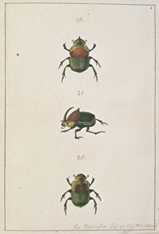 Phanaeus vindex (Macleay), dung beetle Phanaeus vindex (Macleay), dung beetle