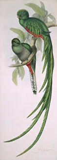 Pharomachrus moccino, resplendent quetzal Pharomachrus moccino, resplendent quetzal