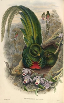 Pharomachrus mocinno, resplendent quetzal Pharomachrus mocinno, resplendent quetzal