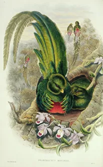 Pharomacrus mocinno, resplendent quetzal Pharomacrus mocinno, resplendent quetzal