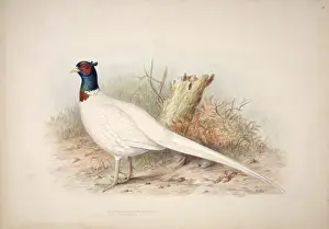 Bird Anatomy Prints: Phasianus colchicus, common pheasant