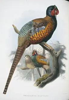 Common Pheasant Print by Joseph Wolf, 1872
