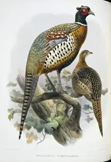 Formosan Pheasant Print by Joseph Wolf, 1872