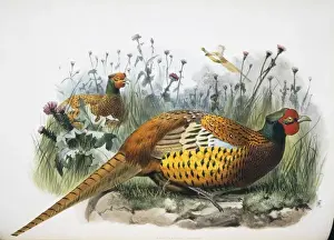 Common Pheasant Prints: Phasianus colchicus shawii, common pheasant