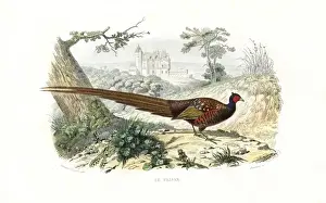 Pheasant Species Prints: Pheasant, Phasianus colchicus