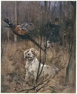 Print of a Pheasant Shooting Scene