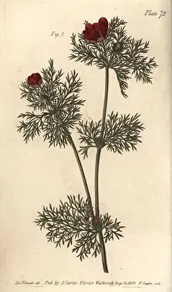Pheasant's eye, Adonis annua Pheasant's eye, Adonis annua