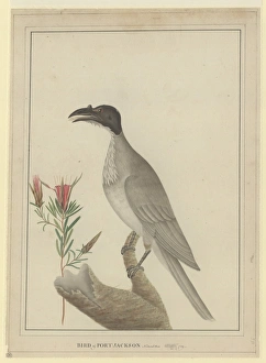Philemon corniculatus, noisy friarbird Philemon corniculatus, noisy friarbird