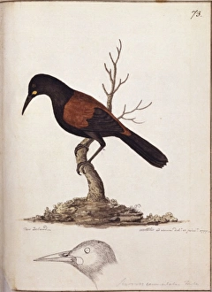 Philesternus carrunculatus, saddleback Philesternus carrunculatus, saddleback