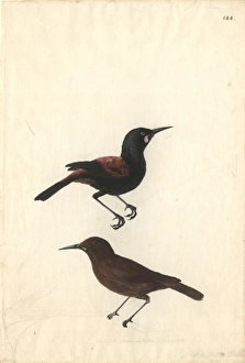 Philesturnus carunculatus, saddleback Philesturnus carunculatus, saddleback