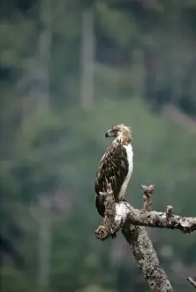 Wildlife Birds Of Prey Prints: Philippine / Monkey-eating Eagle
