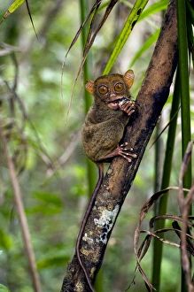 Philippine Tarsier, adult, eats a large horned Philippine Tarsier, adult, eats a large horned