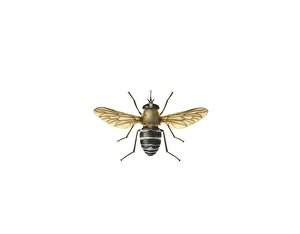 Philoliche angulata, horse fly Philoliche angulata, horse fly