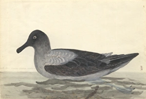 Phoebetria palpebrata, light-mantled albatross Phoebetria palpebrata, light-mantled albatross