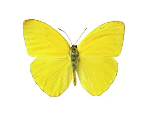 Phoebis sennae, cloudless sulphur butterfly Phoebis sennae, cloudless sulphur butterfly