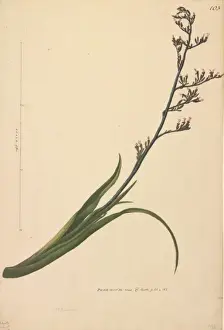 Angiosperm Illustrations Online Prints: Phormium tenax