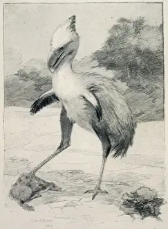 Historical Bird Species Prints: Phororhacos