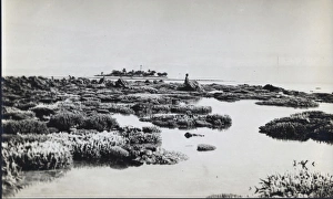 Photograph of coral from the Yonge collection Photograph of coral from the Yonge collection