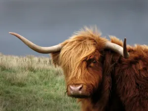 Highland Cow Prints: A Highland Cow Print, Galloway Scotland 2006