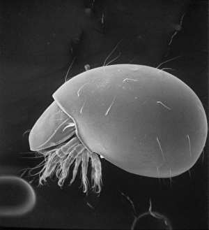 Phthiracarus sp., box mite or armadillo mite Phthiracarus sp., box mite or armadillo mite