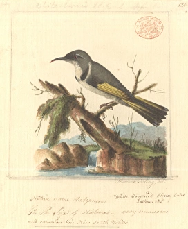 Phylidonyris pyrrhopterus, crescent honeyeater Phylidonyris pyrrhopterus, crescent honeyeater