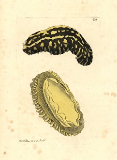 Phyllidia sea slug, Phyllidia varicosa Phyllidia sea slug, Phyllidia varicosa