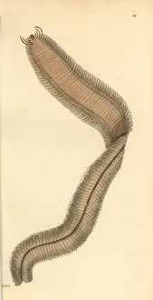 Zoology Illustrations History Prints: Phyllodoce lamelligera