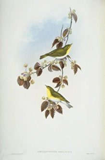 Phylloscopus sibilatrix, wood warbler Phylloscopus sibilatrix, wood warbler