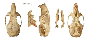 Natural History Museum Specimens Prints: Phyllotis chacoensis