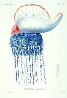 Physalia pelagica, Portugese-man-of-war Physalia pelagica, Portugese-man-of-war