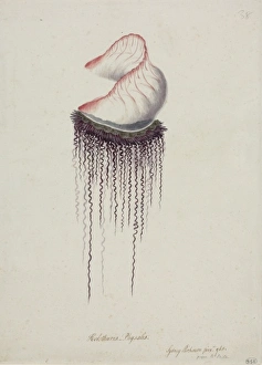 Physalia physalis, Portuguese man-of-war Physalia physalis, Portuguese man-of-war