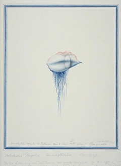 Physalia physallis, Portuguese man-of-war Physalia physallis, Portuguese man-of-war