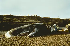 Stranded Sperm Whale Prints: Physeter catodon, sperm whale