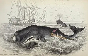 Prints of Plate 9 Spermaceti Whale of the Southern Ocean. Hand-coloured engraving from The Naturalists Library, Mammalia, Vol. 12 Whales, 1833-1843, by Sir William Jardine (1800-1874) Sperm Whale Prints: Sperm Whale Print, Hand-Colour Engraving 1833