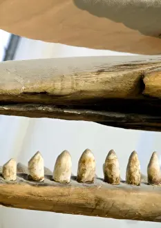 Natural History Museum Exhibit Prints: Physeter macrocephalus, sperm whale