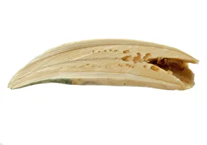 Physeter macrocephalus, Sperm whale tooth Physeter macrocephalus, Sperm whale tooth