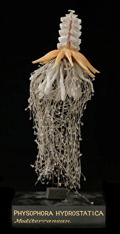 Physophora hydrostatica, jellyfish model Physophora hydrostatica, jellyfish model