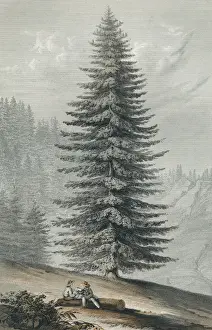 Grandis Prints: Picea Grandis Print, Silver Fir Native to Mount Shasta