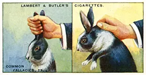 Related Prints: How to Pick up Rabbits: A Contrary Guide Print